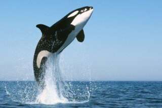 VIDÉOS. Dauphins: les orques sont capables d'apprendre le langage de Flipper