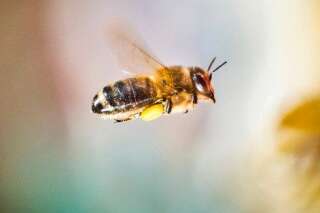 Les abeilles sauvées des insecticides par une décision de l'Union européenne