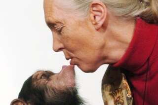 Jane Goodall soutient le directeur du zoo au sujet du gorille Harambe, mais...