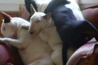 VIDÉO. Ces trois Bull Terrier ont réussi à s'endormir les uns sur les autres