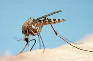 Piqûre de moustique : ce qu'il se passe dans notre corps et les signes d'une réaction anormale