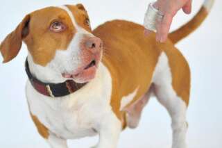 Le concours du chien le plus laid du monde 2013 est attribué à Walle, un croisé beagle-basset