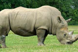 De fausses cornes de rhinocéros pour réduire le braconnage