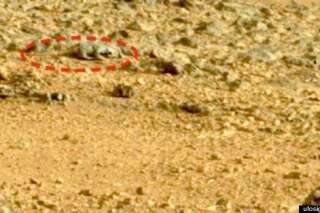 La NASA n'enquêtera pas sur le lézard de Mars