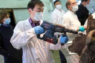 Clonage du mammouth : le sang retrouvé dans une carcasse suscite l'espoir des chercheurs