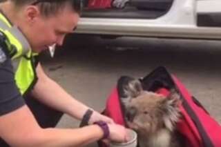 VIDÉO. Australie: un koala victime des feux de brousse sauvé par la police