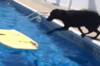 VIDÉO. Ce chien utilise un bodyboard pour récupérer sa balle dans une piscine