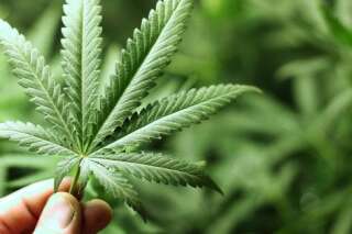 La légalisation du cannabis pourrait rapporter 1,8 milliard d'euros par an à l'Etat selon une étude de Terra Nova
