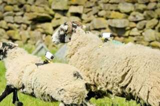 Un fermier a installé des caméras sur ses moutons pour filmer le Tour de France