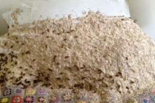 PHOTO. Un nid de guêpes énorme retrouvé dans une chambre d'hôte en Angleterre