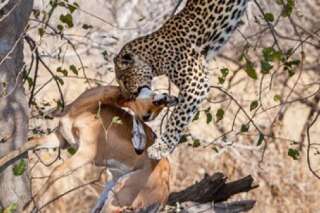 VIDEO. Un léopard attaque une antilope de façon spectaculaire