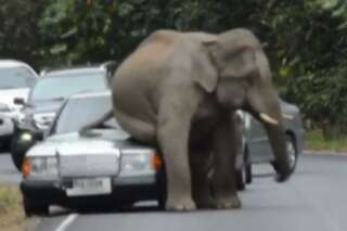 VIDÉO. Un éléphant attaque une voiture