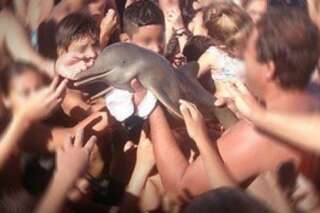 Des touristes sortent un dauphin rare de l'océan pour prendre des photos. Le dauphin meurt.