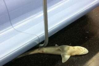 Requin mort dans le métro de New-York: le mystère est résolu