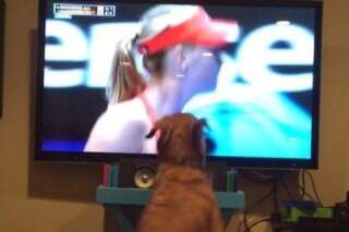VIDÉO. Open d'Australie: ce chien est le plus grand fan de Sharapova au monde