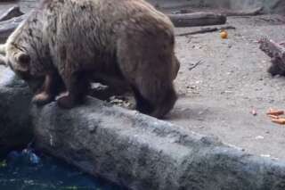 VIDÉO. Un ours brun sauve un corbeau de la noyade dans le zoo de Budapest