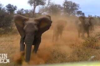 VIDÉO. Un éléphant charge une voiture durant un safari
