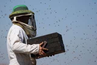 J'ai besoin de vous pour installer de nouvelles ruches et sauver les abeilles