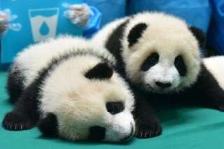PHOTOS. La pouponnière de ces 13 bébés pandas est l'endroit le plus mignon du monde