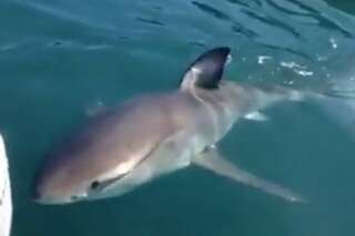 VIDÉO. Un requin blanc curieux interrompt une simple partie de pêche entre amis