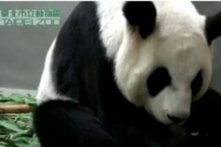 VIDÉO. Taïwan: un panda géant accouche en direct au zoo de Taipei