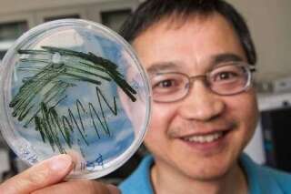 Du plastique sans pétrole, c'est possible grâce à une algue OGM