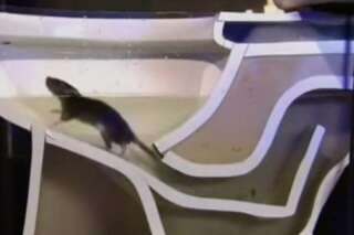 VIDÉO. Voici comment les rats font pour remonter aussi facilement par les tuyaux de vos toilettes