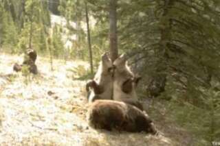 VIDÉO. Des ours filmés dans leur environnement naturel dans le parc d'Alberta au Canada
