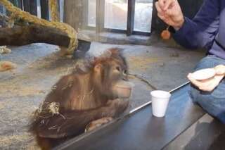 VIDÉO. Un petit orang-outan éclate de rire devant un tour de magie