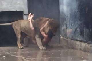 Il tente de se suicider en se jetant dans la fosse aux lions, deux félins sont abattus