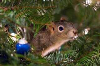 PHOTOS. Cet adorable écureuil a élu domicile dans un sapin de Noël