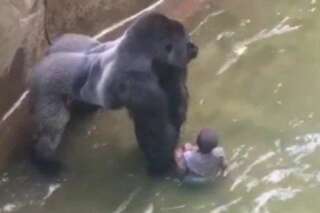 Ne jugez pas la mère du petit garçon qui est tombé dans un enclos de gorilles