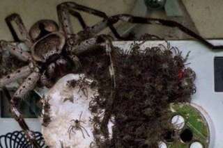PHOTO. Cette énorme araignée australienne avec ses petits risque de vous empêcher de dormir