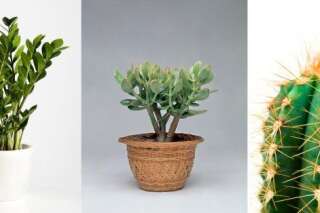 Ces plantes d'intérieur robustes que vous pouvez offrir à n'importe qui