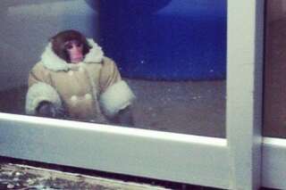 Darwin le singe d'Ikea ne retournera pas auprès de sa maîtresse, a décidé un juge canadien