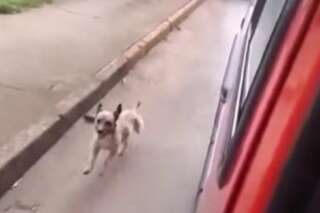 VIDÉO. Ce petit chien de sans-abri suit sans relâche l'ambulance qui transporte son maître à l'hôpital