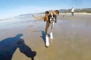VIDÉO. Un chien à deux pattes court sur la plage pour la première fois