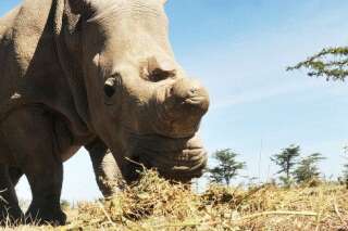 Rhinocéros blanc du nord: après la mort d'Angalifu il ne reste que cinq individus à travers le monde