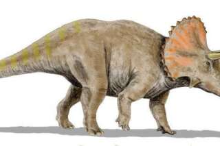 Nouveau dinosaure venu du continent perdu de Laramidia découvert, le Nasutoceratops titusi