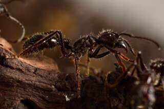 Une fourmi ninja esclavagiste découverte aux Etats-Unis
