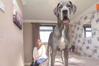 VIDÉO. Le plus grand chien de Grande-Bretagne s'appelle Freddy et devrait continuer sa croissance