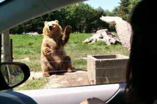 VIDÉO. Cet ours sait comment obtenir ce qu'il veut des humains qui passent devant lui