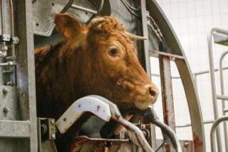 Vidéos de L214 : il est urgent de légaliser l'abattage à la ferme