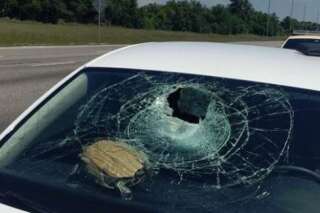 PHOTOS. Une tortue explose le pare-brise d'une automobiliste
