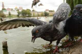 Des pigeons zombies à Moscou