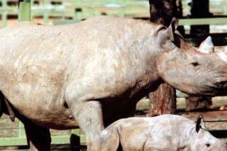 Un chasseur tue l'un des rares rhinocéros noirs pour 350.000 dollars