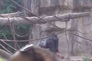 Un gorille tué par un zoo après la chute d'un enfant dans l'enclos