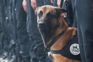 Diesel, chienne d'assaut du Raid, tuée dans l'offensive lancée à Saint-Denis