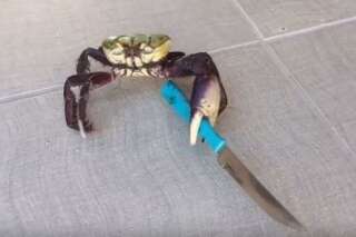 Ce crabe a un couteau mais c'est autre chose qui en a fait une star du web
