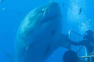 Deep Blue, l'un des plus grands requins du monde a été à nouveau filmé au large du Mexique